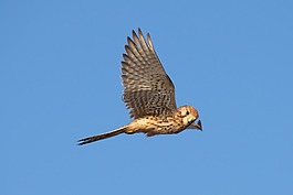 鳥(niǎo),猛禽,獵鷹