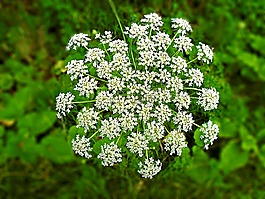 鐵杉,植物,花