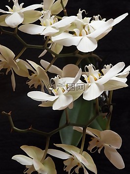 蘭花,鮮花,白