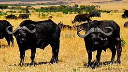 野生動物,非洲,坦桑尼亞