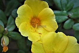 花,黃色,橙色