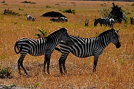 野生動物,非洲,坦桑尼亞