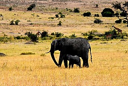 野生動物,非洲,坦桑尼亞