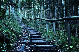 徒步旅行,森林,性質(zhì)