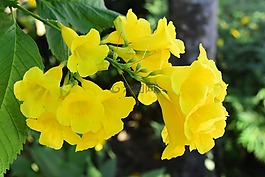 鮮花,自然,夏天
