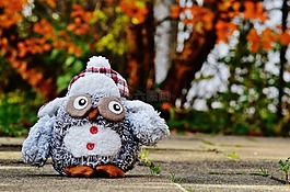 貓頭鷹,秋季,冬天