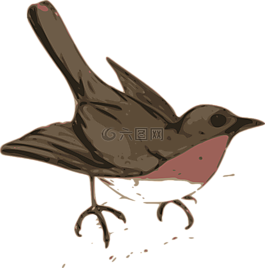 知更鳥,鳥,棕色