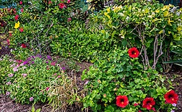 花園,槿,鮮花