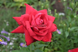 花卉,玫瑰,kra