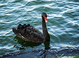 黑天鵝,鳥(niǎo),肖像