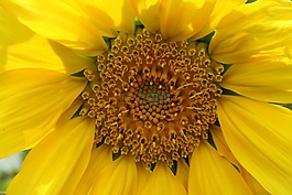 太陽花,黃色,開花