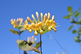 金銀花,花,天空