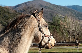 性質(zhì),動物,小馬