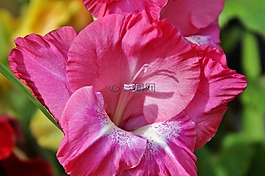 唐菖蒲,gladidus,蝴蝶温室