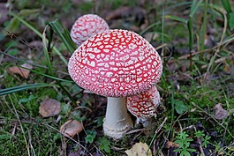 鵝膏菌,蘑菇,森林