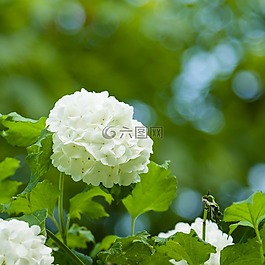 雪球,花,春
