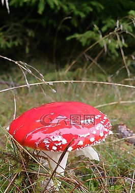 紅色,點(diǎn),蘑菇
