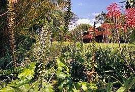 危地馬拉,花園,異國情調(diào)