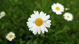 雛菊,關(guān)閉,草地