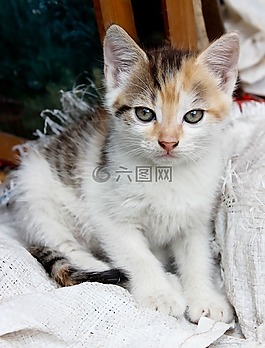 小貓,貓,寵物