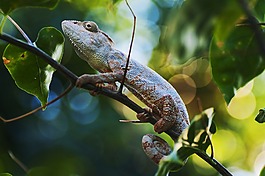 變色龍,動物,爬行動物