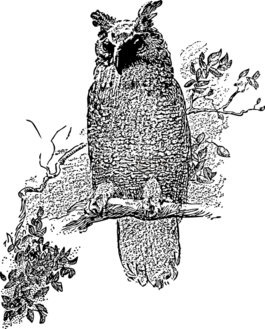 貓頭鷹,鳥,坐