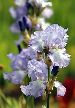 蓝色鸢尾花,鲜花,夏季