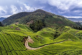 馬來西亞,茶園,旅行