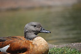 鴨,動物,單