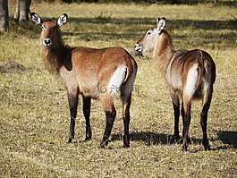 defassa,大,野生動物