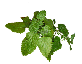草本植物,柠檬,香膏