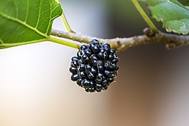 黑莓紫色,桑,natura