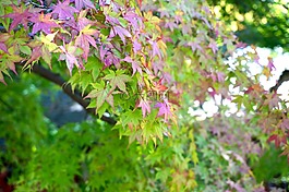 楓葉,植物,葉子