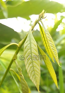 新鮮,綠色,葉子