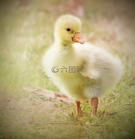 小鵝,嬰兒鵝,黃色