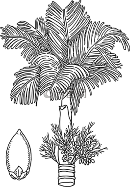 檳榔,螺母,樹