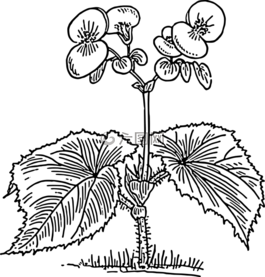 海棠,植物,鮮花