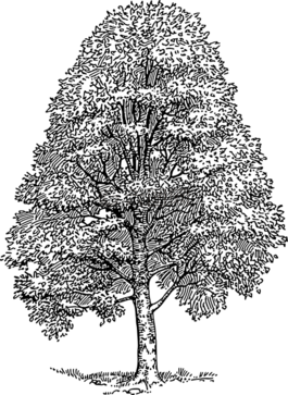 樹,山毛櫸木,植物