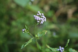 野外,大自然,植物