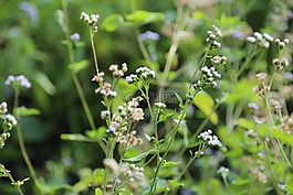 野外,大自然,植物