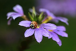 性质,花,扇花