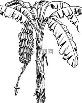 香蕉,植物,黑色和白色
