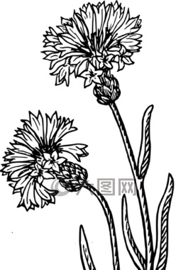 學士學位,植物,花