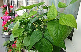 蔬菜,植物,作物