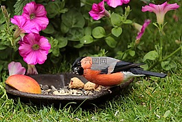 動物,鳥,布爾芬奇