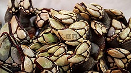 鴨殼,貽貝,專業(yè)