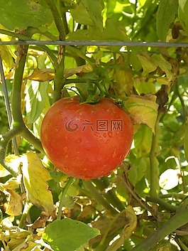 番茄,食品,紅色