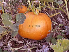 南瓜,食品,橙色