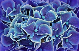 八仙花,繡球花,開(kāi)花