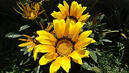 花,花園,黃色